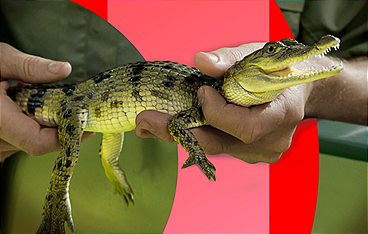 Arten retten im Zoo - Letzte Hoffnung für bedrohte Tiere?