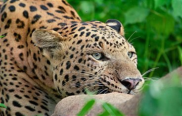 Die Leoparden-Dynastie