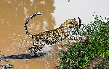Die Leopardin