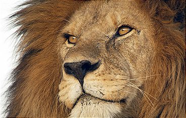 Serengeti - Wilde Geschichten aus der Savanne