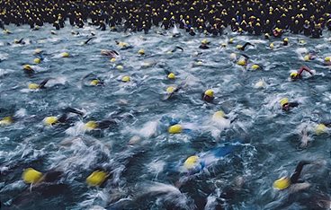 Triathlon: T100 Triathlon World Tour in Frejus Saint Raphael