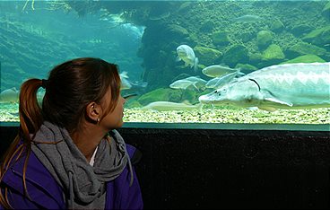 Anna und die wilden Tiere