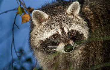 Wildtiere privat
