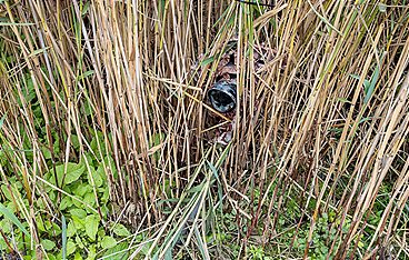 Wildtiere privat