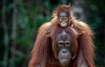 Das Wunder der Wiederkehr