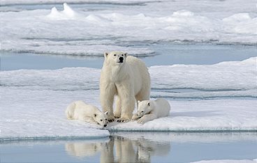 Die Reise der Eisbären