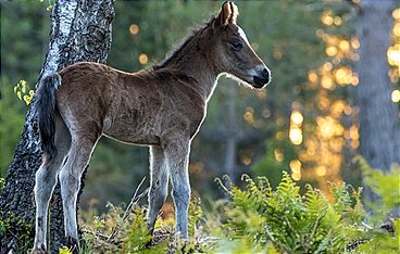 Wald der wilden Ponys