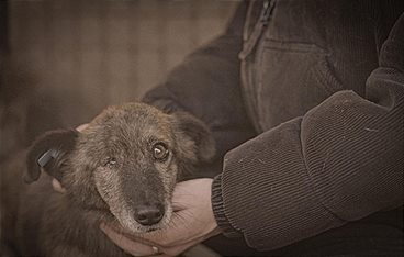 Die Hunde-Mafia: How to kill a Puppy & get rich