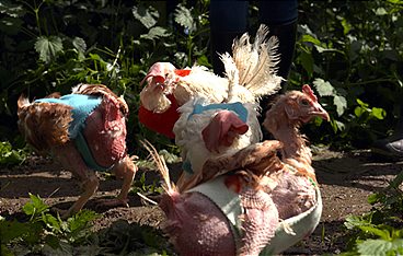 Vom Glück, ein Huhn zu retten